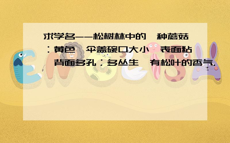 求学名--松树林中的一种蘑菇：黄色,伞盖碗口大小,表面粘,背面多孔；多丛生,有松叶的香气.