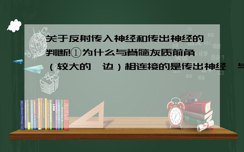 关于反射传入神经和传出神经的判断!①为什么与脊髓灰质前角（较大的一边）相连接的是传出神经,与后角相连的是传入神经?②为什么剪断或麻醉神经后,刺激外围段（远离中枢的位置）效应