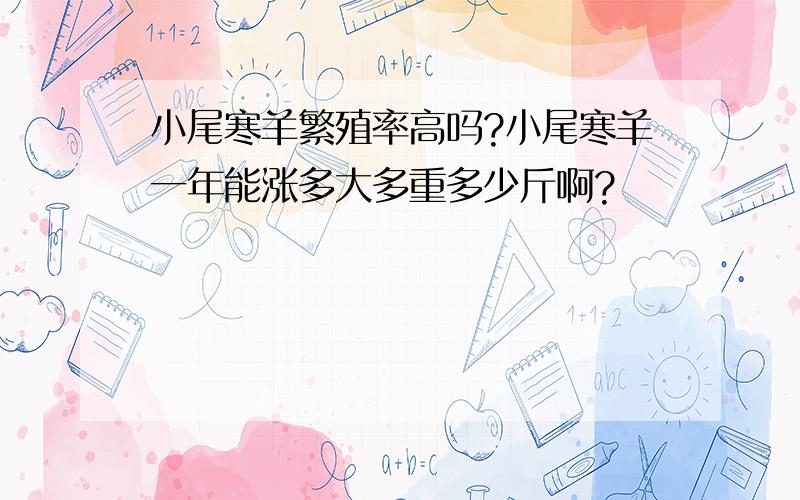 小尾寒羊繁殖率高吗?小尾寒羊一年能涨多大多重多少斤啊?