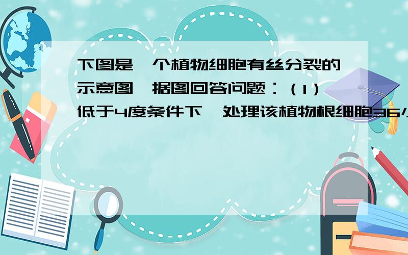 下图是一个植物细胞有丝分裂的示意图,据图回答问题：（1）低于4度条件下,处理该植物根细胞36小时后（细胞周期20小时）制作临时装片,用显微镜观察.细胞中最多观察到——————条染色