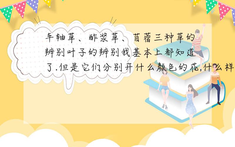 车轴草、酢浆草、苜蓿三种草的辨别叶子的辨别我基本上都知道了.但是它们分别开什么颜色的花,什么样的花序这一点一定要说清楚.不要粘贴百度百科上的.也不要药用价值之类,说清楚,