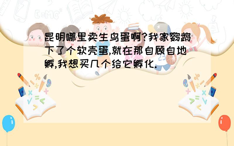 昆明哪里卖生鸟蛋啊?我家鹦鹉下了个软壳蛋,就在那自顾自地孵,我想买几个给它孵化.