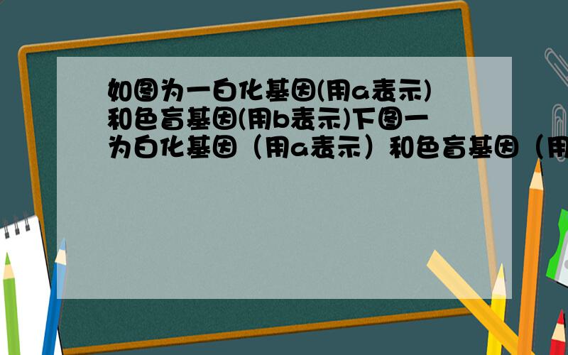 如图为一白化基因(用a表示)和色盲基因(用b表示)下图一为白化基因（用a表示）和色盲基因（用b表示）在某人体细胞中分布示意图；图二为有关色盲和白化病的某家庭遗传系谱图,其中Ⅲ9同时