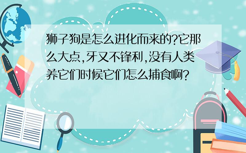 狮子狗是怎么进化而来的?它那么大点,牙又不锋利,没有人类养它们时候它们怎么捕食啊?