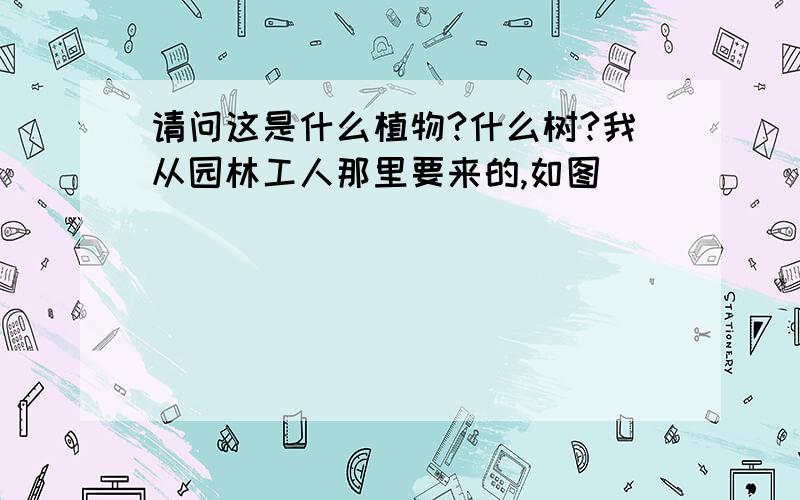 请问这是什么植物?什么树?我从园林工人那里要来的,如图