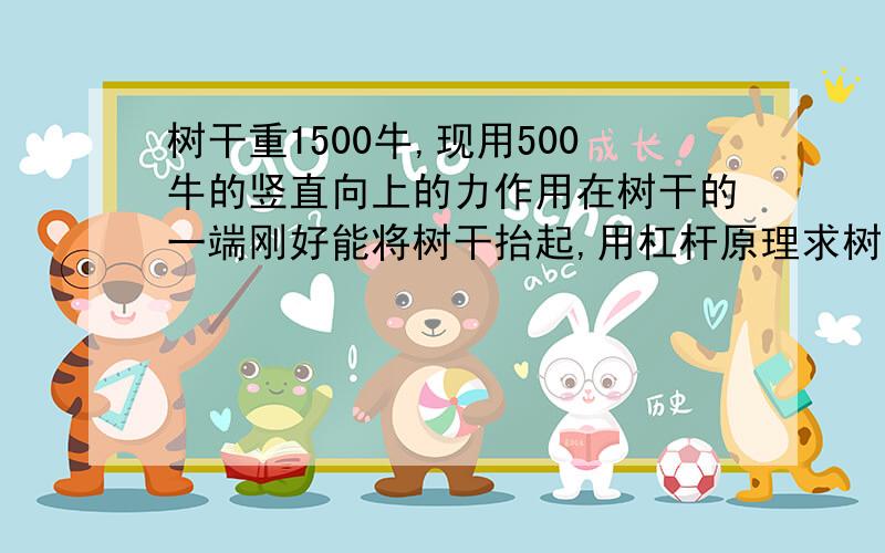 树干重1500牛,现用500牛的竖直向上的力作用在树干的一端刚好能将树干抬起,用杠杆原理求树干重心位置.