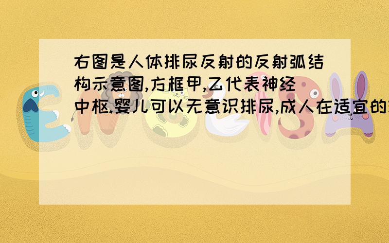 右图是人体排尿反射的反射弧结构示意图,方框甲,乙代表神经中枢.婴儿可以无意识排尿,成人在适宜的环境下才排尿.下列有关这一生理过程的分析正确的是A.婴儿排尿反射的反射弧为：E→D→