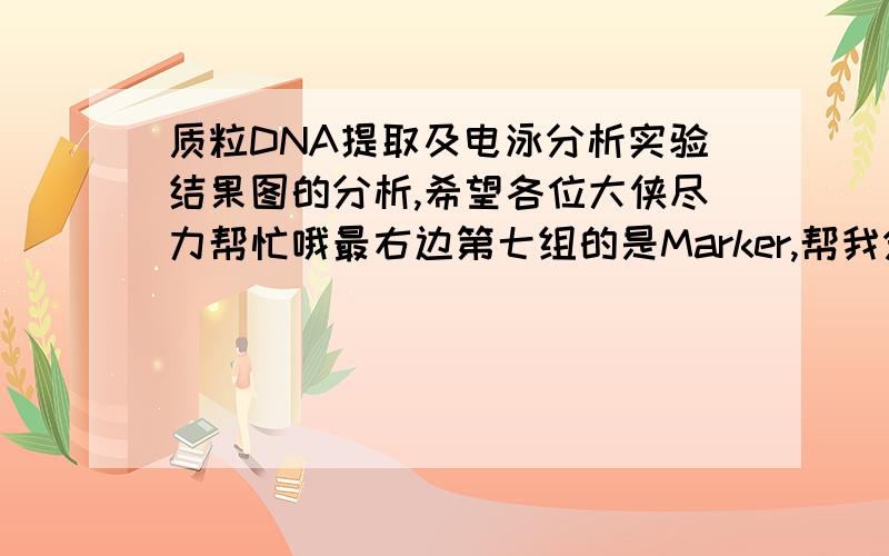 质粒DNA提取及电泳分析实验结果图的分析,希望各位大侠尽力帮忙哦最右边第七组的是Marker,帮我分析一下第4组和第五组的情况,请从1.质粒DNA量,2.质粒DNA质量（包括纯度和分子量）分析一下··