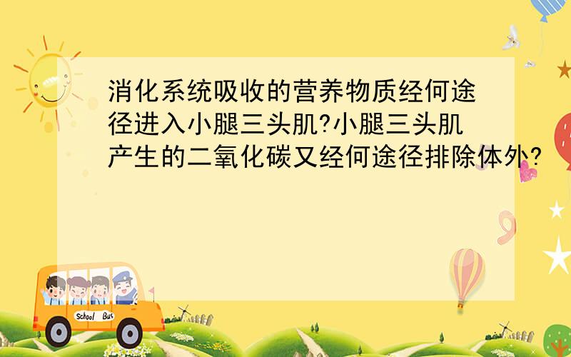 消化系统吸收的营养物质经何途径进入小腿三头肌?小腿三头肌产生的二氧化碳又经何途径排除体外?