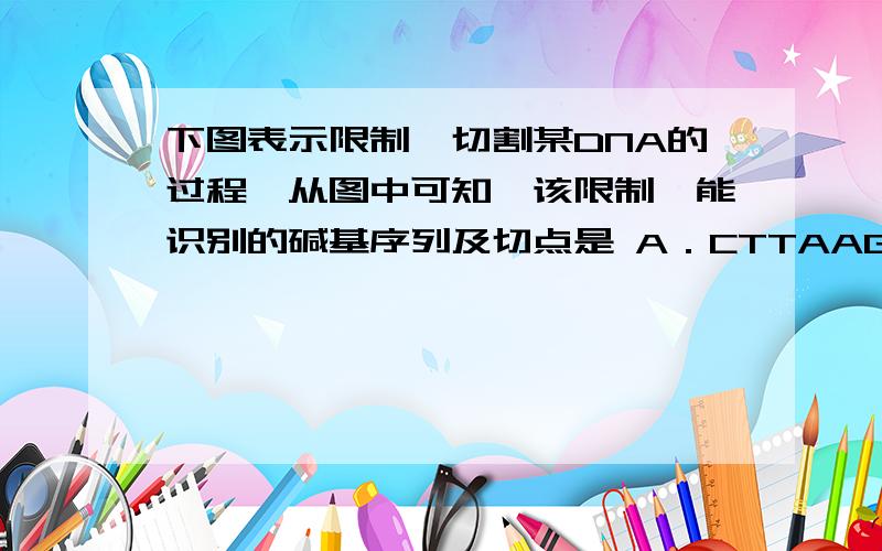 下图表示限制酶切割某DNA的过程,从图中可知,该限制酶能识别的碱基序列及切点是 A．CTTAAG,切点在C和T之