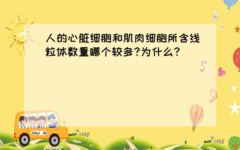 人的心脏细胞和肌肉细胞所含线粒体数量哪个较多?为什么?