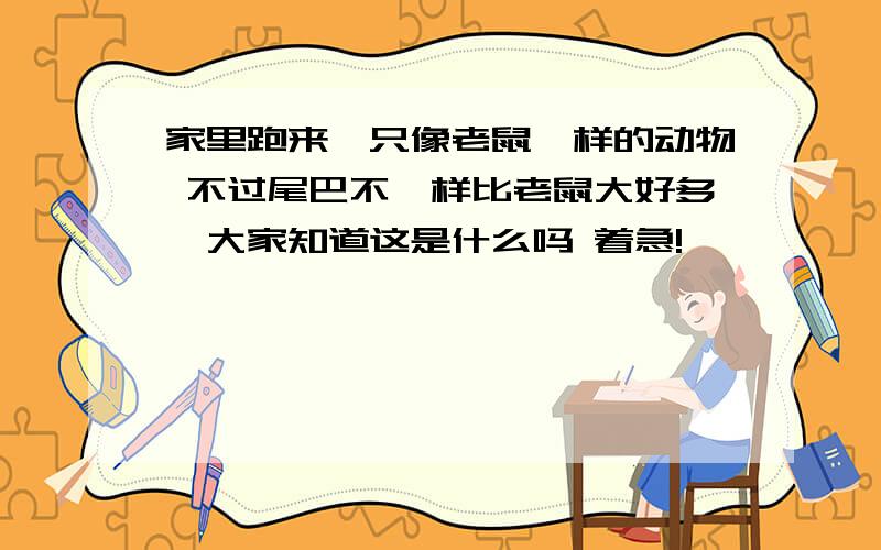 家里跑来一只像老鼠一样的动物 不过尾巴不一样比老鼠大好多,大家知道这是什么吗 着急!