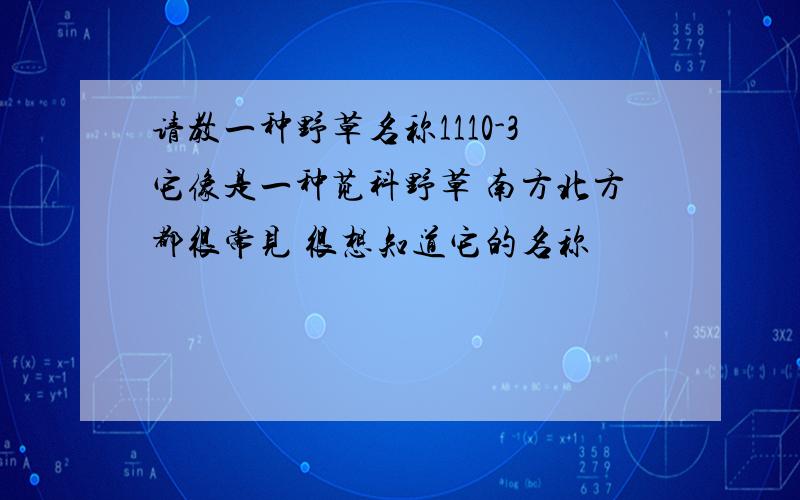 请教一种野草名称1110-3它像是一种苋科野草 南方北方都很常见 很想知道它的名称