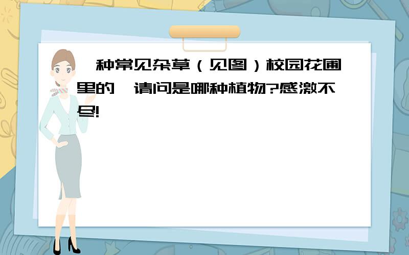 一种常见杂草（见图）校园花圃里的,请问是哪种植物?感激不尽!