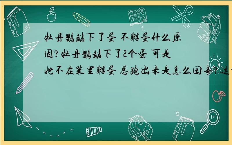 牡丹鹦鹉下了蛋 不孵蛋什么原因?牡丹鹦鹉下了2个蛋 可是她不在巢里孵蛋 总跑出来是怎么回事?这种情况应该怎么办?