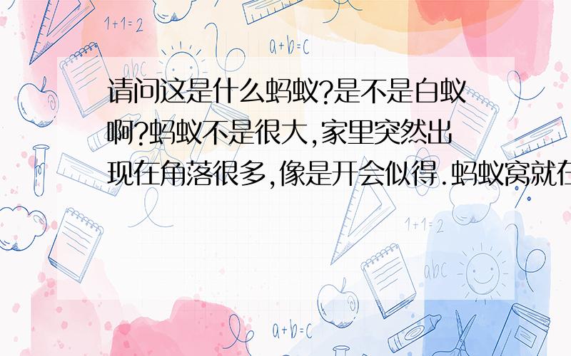 请问这是什么蚂蚁?是不是白蚁啊?蚂蚁不是很大,家里突然出现在角落很多,像是开会似得.蚂蚁窝就在墙角.