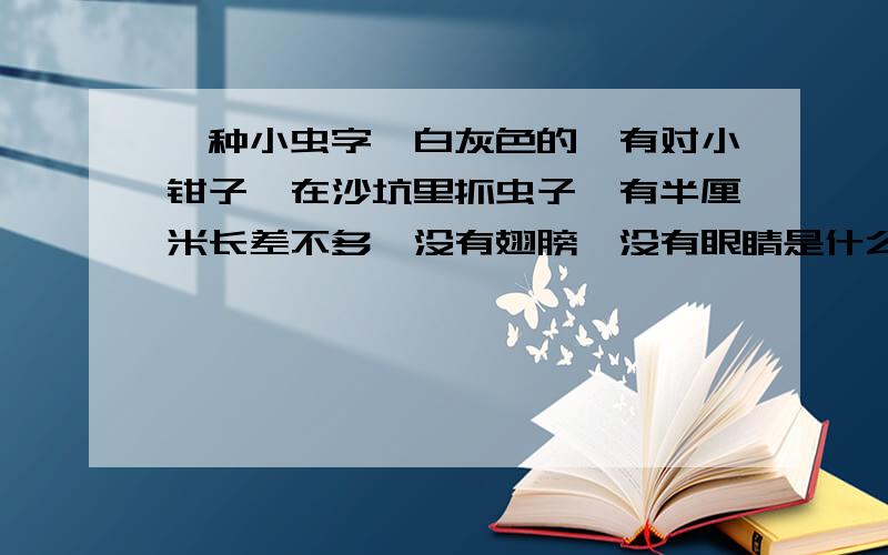 一种小虫字,白灰色的,有对小钳子,在沙坑里抓虫子,有半厘米长差不多,没有翅膀,没有眼睛是什么虫子啊