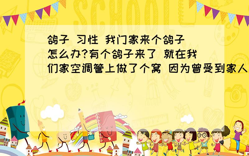 鸽子 习性 我门家来个鸽子 怎么办?有个鸽子来了 就在我们家空调管上做了个窝 因为曾受到家人的驱逐 对我们有戒心 怎么办?好象就一只~我们要赶他走...怎么办?因为家人说会让空调管坏掉.