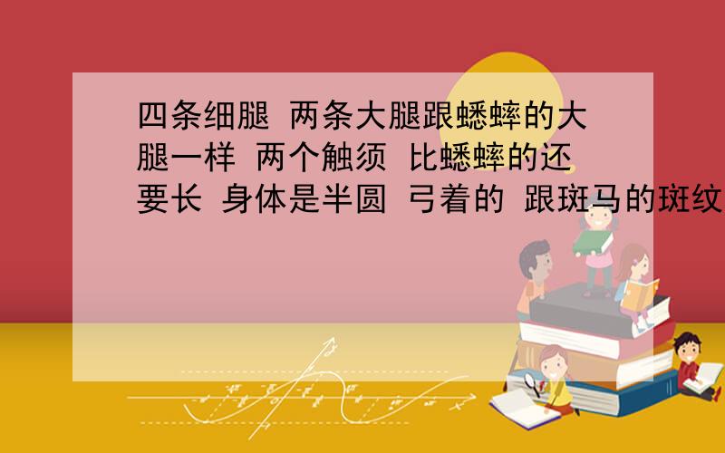 四条细腿 两条大腿跟蟋蟀的大腿一样 两个触须 比蟋蟀的还要长 身体是半圆 弓着的 跟斑马的斑纹一样 带两个尾尖 还回蹦达