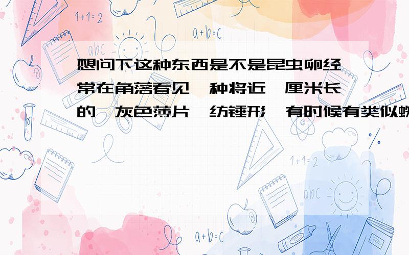 想问下这种东西是不是昆虫卵经常在角落看见一种将近一厘米长的,灰色薄片,纺锤形,有时候有类似蜘蛛丝的细丝连接其中一头,挂在某处,特别是潮湿的角落,看起来虽然像是没有生命的死物,但