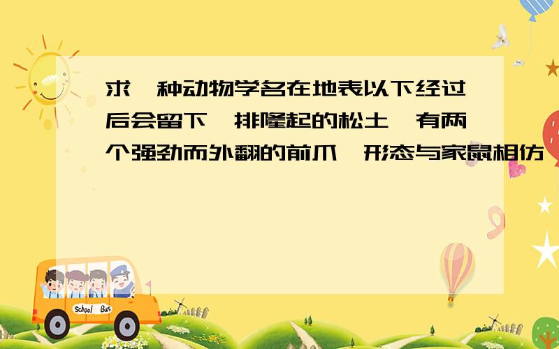 求一种动物学名在地表以下经过后会留下一排隆起的松土,有两个强劲而外翻的前爪,形态与家鼠相仿,但好像更扁一些