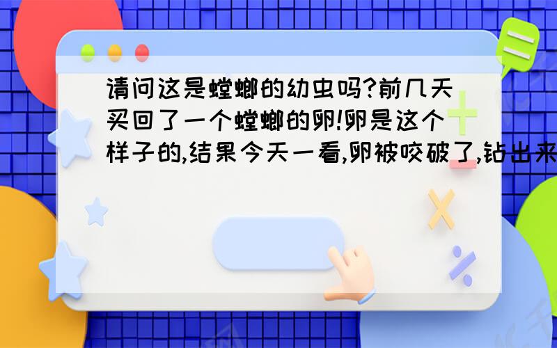 请问这是螳螂的幼虫吗?前几天买回了一个螳螂的卵!卵是这个样子的,结果今天一看,卵被咬破了,钻出来好多毛茸茸的黄色的小虫子!很小很短,毛茸茸的!