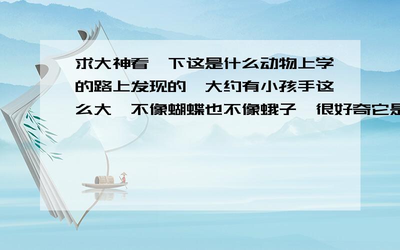 求大神看一下这是什么动物上学的路上发现的,大约有小孩手这么大,不像蝴蝶也不像蛾子,很好奇它是什么【因为这货飞不起来】