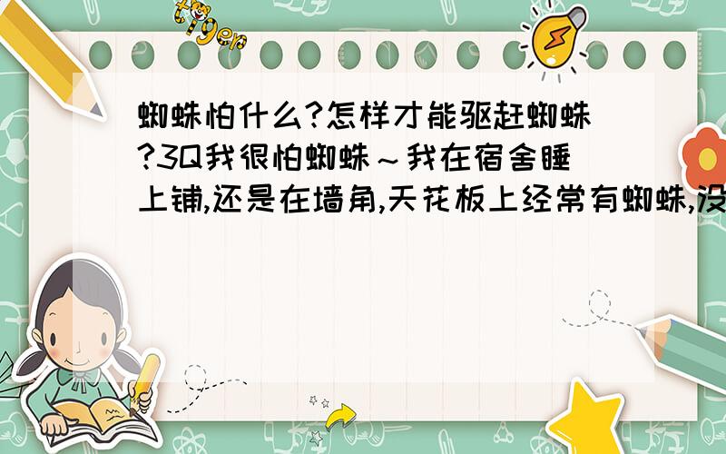 蜘蛛怕什么?怎样才能驱赶蜘蛛?3Q我很怕蜘蛛～我在宿舍睡上铺,还是在墙角,天花板上经常有蜘蛛,没过多久就会长出一大堆蜘蛛网～我对蜘蛛很敏感,所以一看到蜘蛛网就会觉得浑身痒痒的.现