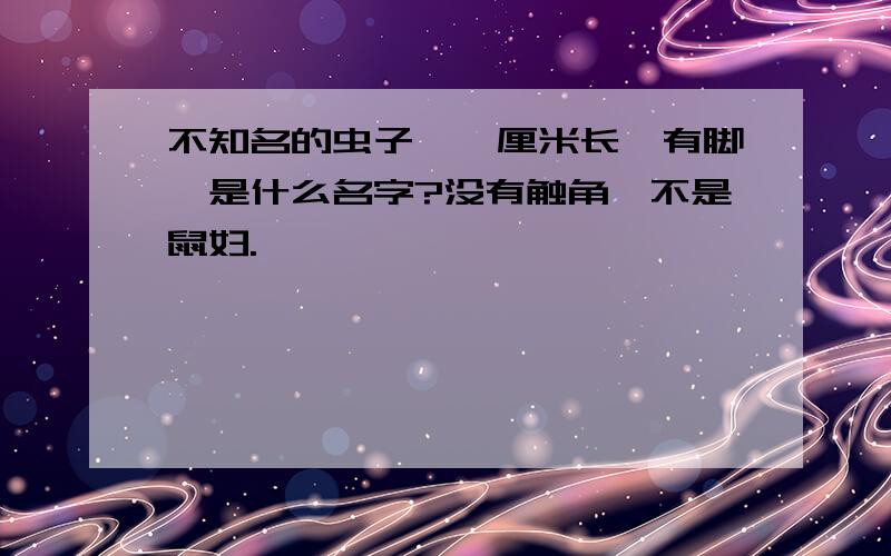 不知名的虫子,一厘米长,有脚,是什么名字?没有触角,不是鼠妇.