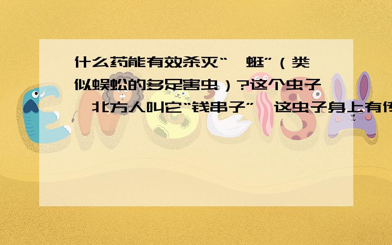 什么药能有效杀灭“蚰蜒”（类似蜈蚣的多足害虫）?这个虫子,北方人叫它“钱串子”,这虫子身上有传染病菌!比蟑螂（小强）还可怕（可恶）!怎么大量杀灭啊?小火焰神,我忘记告诉你啦,我