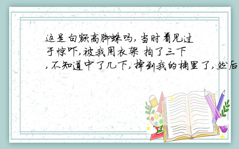 这是白额高脚蛛吗,当时看见过于惊吓,被我用衣架 拍了三下,不知道中了几下,掉到我的桶里了,然后我百度看看这东西有没有毒,后来发现这东西是吃小强.后两只脚发黑地方是受伤部分,左边倒