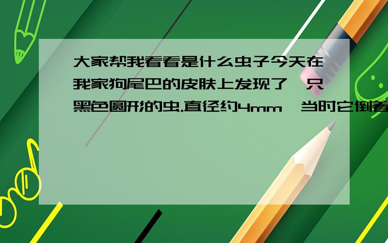 大家帮我看看是什么虫子今天在我家狗尾巴的皮肤上发现了一只黑色圆形的虫.直径约4mm,当时它倒着头朝下在狗身上,轻轻拔都拔不掉.那附近的皮肤都破了.周围的毛上还有很多小黑点,不知道