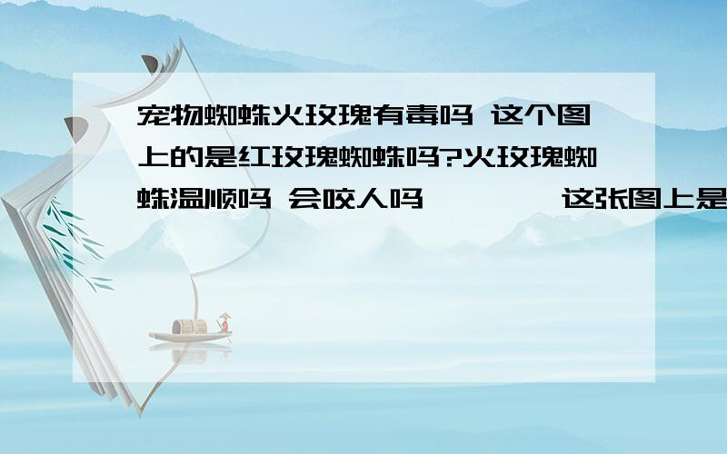 宠物蜘蛛火玫瑰有毒吗 这个图上的是红玫瑰蜘蛛吗?火玫瑰蜘蛛温顺吗 会咬人吗        这张图上是火玫瑰的幼体吗?