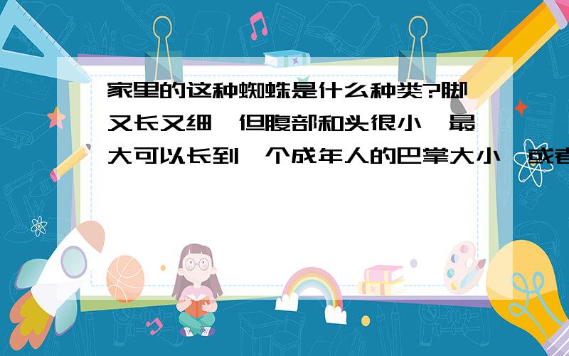 家里的这种蜘蛛是什么种类?脚又长又细,但腹部和头很小,最大可以长到一个成年人的巴掌大小,或者再大一点...小时经常见到这种蜘蛛..不知是什么种类呢