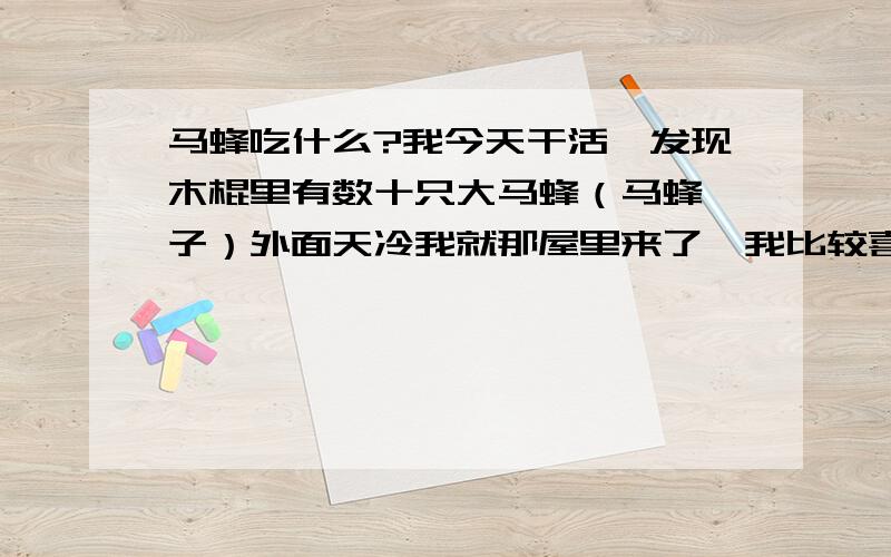 马蜂吃什么?我今天干活,发现木棍里有数十只大马蜂（马蜂犊子）外面天冷我就那屋里来了,我比较喜欢飞行昆虫,就想在冬天里养养他们让他们过冬,但是我不知道他们吃什么,冬天我该喂他们