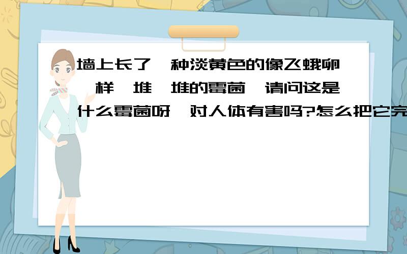 墙上长了一种淡黄色的像飞蛾卵一样一堆一堆的霉菌,请问这是什么霉菌呀,对人体有害吗?怎么把它完全除掉