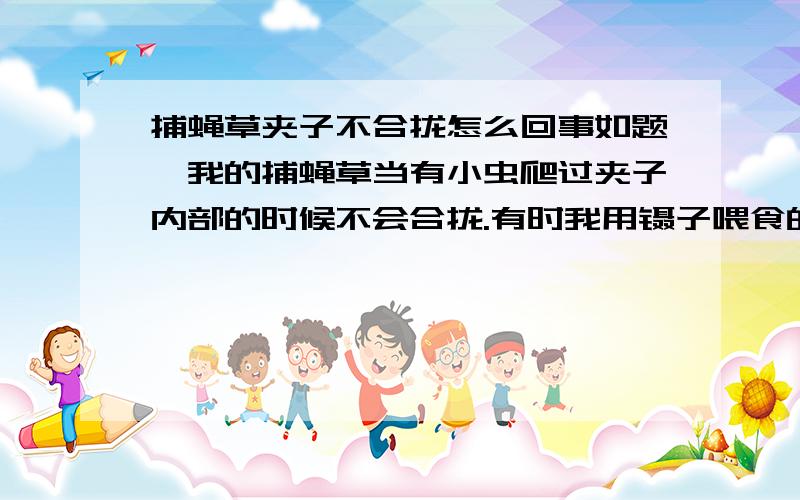 捕蝇草夹子不合拢怎么回事如题,我的捕蝇草当有小虫爬过夹子内部的时候不会合拢.有时我用镊子喂食的时候,夹子即使闭合速度也是相当之慢,要好几十秒才能闭拢.请问这是什么原因造成的