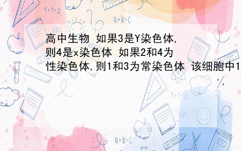 高中生物 如果3是Y染色体,则4是x染色体 如果2和4为性染色体,则1和3为常染色体 该细胞中1和高中生物如果3是Y染色体,则4是x染色体 如果2和4为性染色体,则1和3为常染色体该细胞中1和2、3和4为