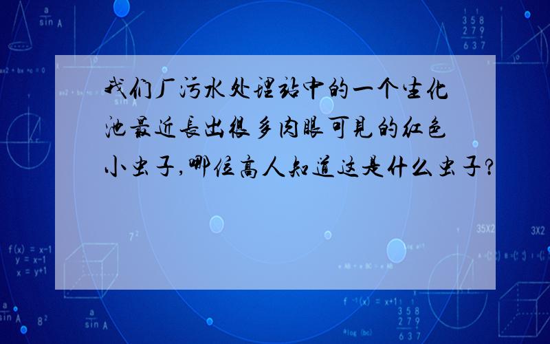 我们厂污水处理站中的一个生化池最近长出很多肉眼可见的红色小虫子,哪位高人知道这是什么虫子?