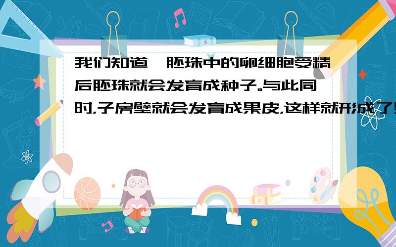 我们知道,胚珠中的卵细胞受精后胚珠就会发育成种子。与此同时，子房壁就会发育成果皮，这样就形成了果实。为什么胚珠在发育的同时，子房壁也发育呢？原因是胚珠在发育成种子的过程