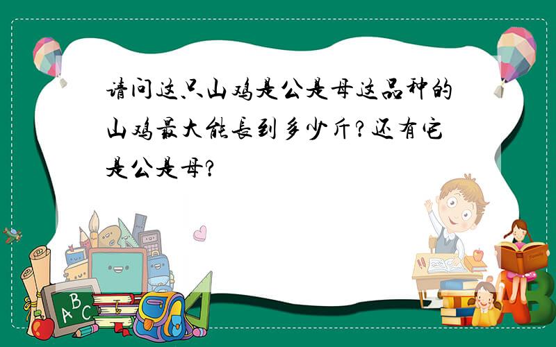 请问这只山鸡是公是母这品种的山鸡最大能长到多少斤?还有它是公是母?