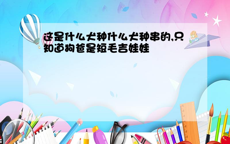 这是什么犬种什么犬种串的,只知道狗爸是短毛吉娃娃