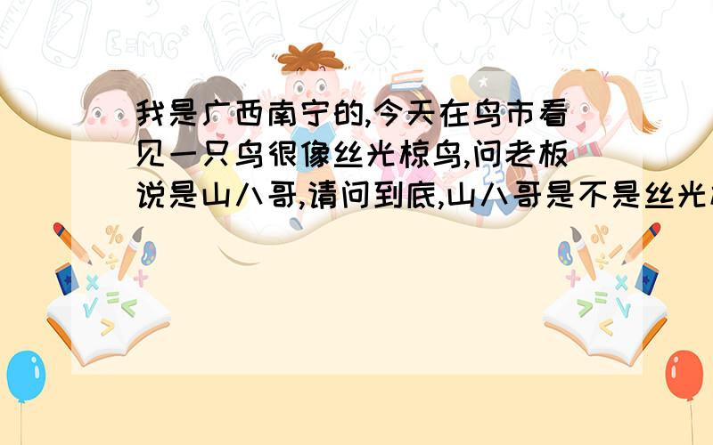 我是广西南宁的,今天在鸟市看见一只鸟很像丝光椋鸟,问老板说是山八哥,请问到底,山八哥是不是丝光椋鸟