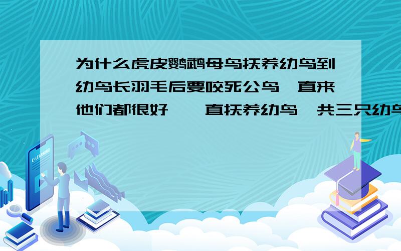 为什么虎皮鹦鹉母鸟抚养幼鸟到幼鸟长羽毛后要咬死公鸟一直来他们都很好,一直抚养幼鸟,共三只幼鸟其中两只不知什么原因就不见了,后来才发现变成鸟干,估计被母鸟不小心压死了吧,那样