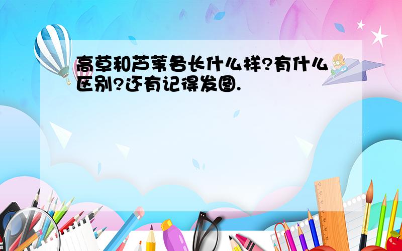 高草和芦苇各长什么样?有什么区别?还有记得发图.