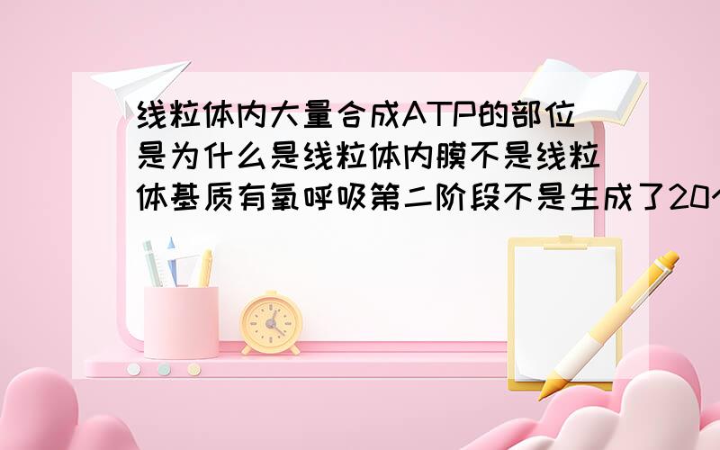 线粒体内大量合成ATP的部位是为什么是线粒体内膜不是线粒体基质有氧呼吸第二阶段不是生成了20个ATP吗