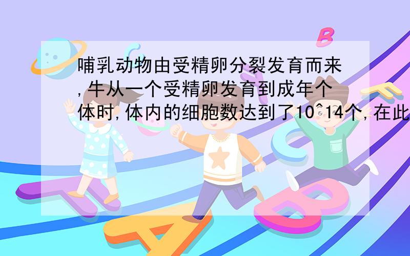 哺乳动物由受精卵分裂发育而来,牛从一个受精卵发育到成年个体时,体内的细胞数达到了10^14个,在此过程中,体细胞内的染色体数目（ ）A 逐渐增加B 逐渐减少C 保持不变D 先多后少