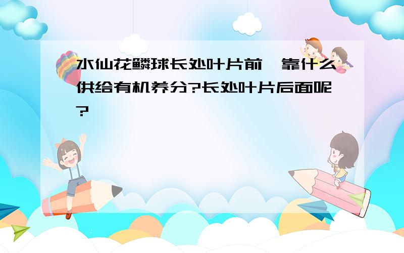 水仙花鳞球长处叶片前,靠什么供给有机养分?长处叶片后面呢?