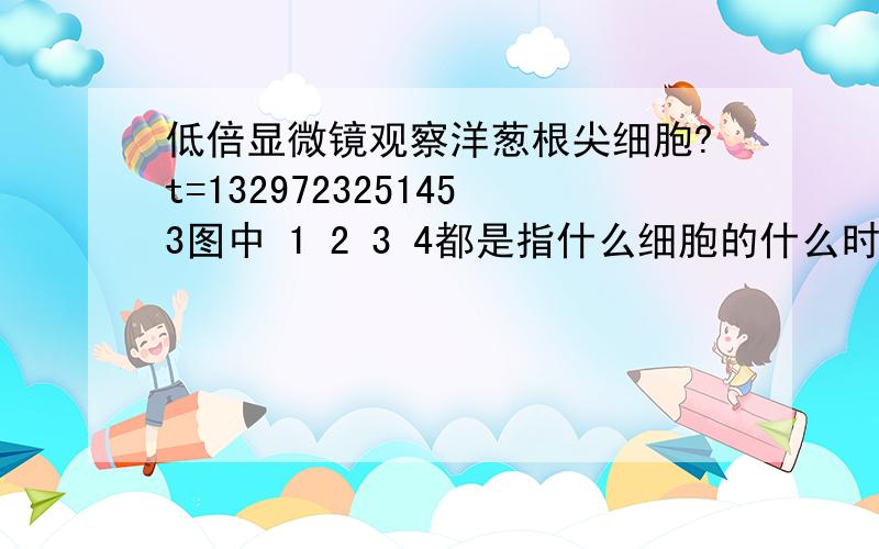 低倍显微镜观察洋葱根尖细胞?t=1329723251453图中 1 2 3 4都是指什么细胞的什么时期啊