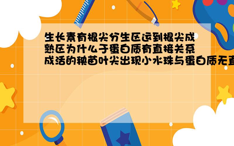 生长素有根尖分生区运到根尖成熟区为什么于蛋白质有直接关系成活的秧苗叶尖出现小水珠与蛋白质无直接关系]